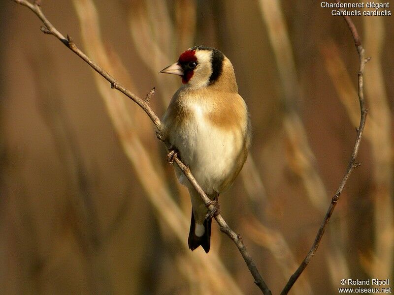 European Goldfinch