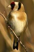 European Goldfinch