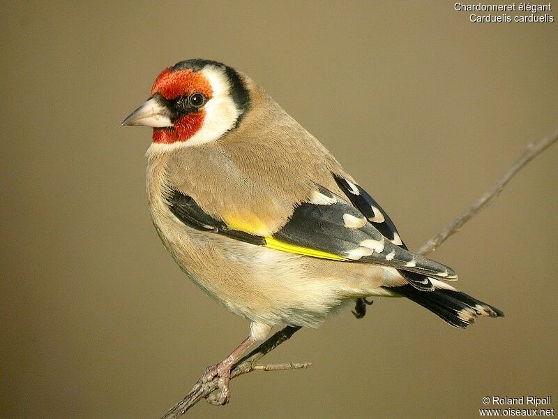 European Goldfinchadult post breeding