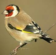 European Goldfinch