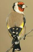 European Goldfinch