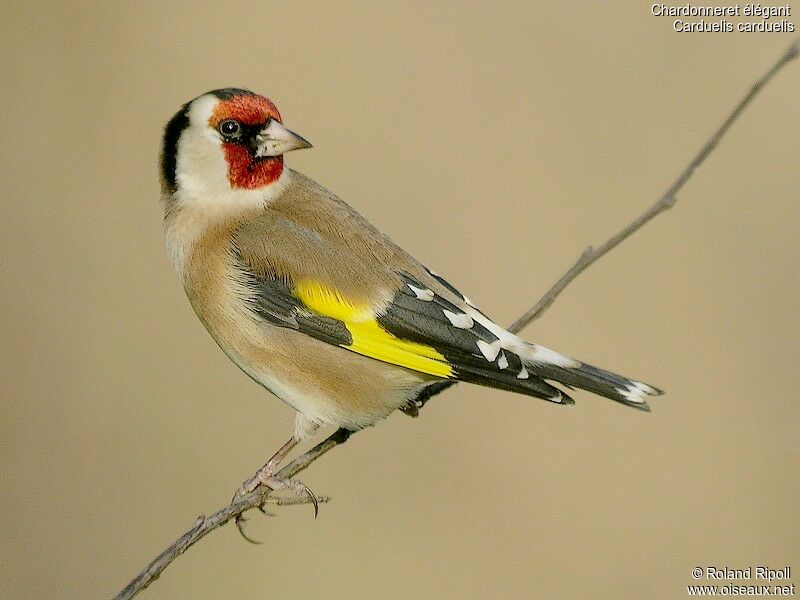 European Goldfinchadult post breeding