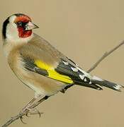 European Goldfinch