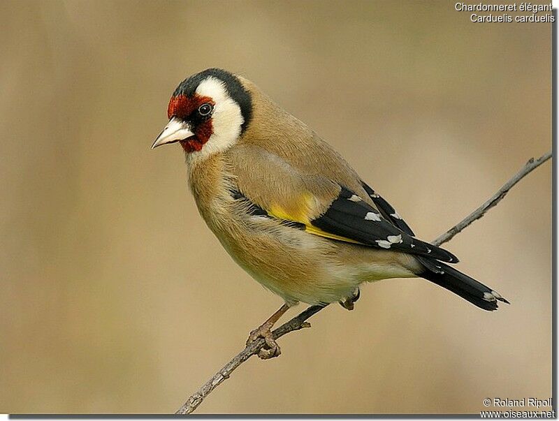 European Goldfinchadult post breeding