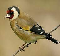 European Goldfinch