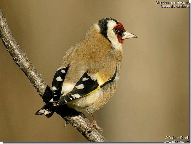 European Goldfinchadult post breeding