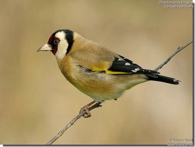 European Goldfinchadult post breeding