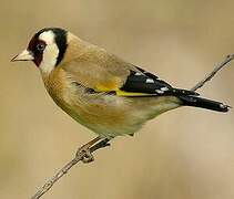 European Goldfinch