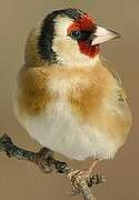 European Goldfinch