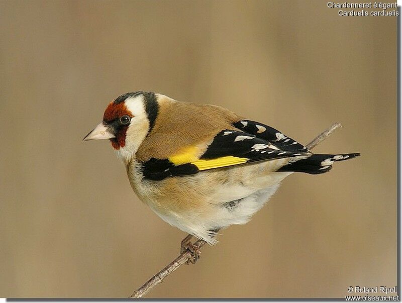 European Goldfinchadult post breeding, identification