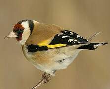 European Goldfinch