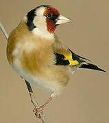 European Goldfinch