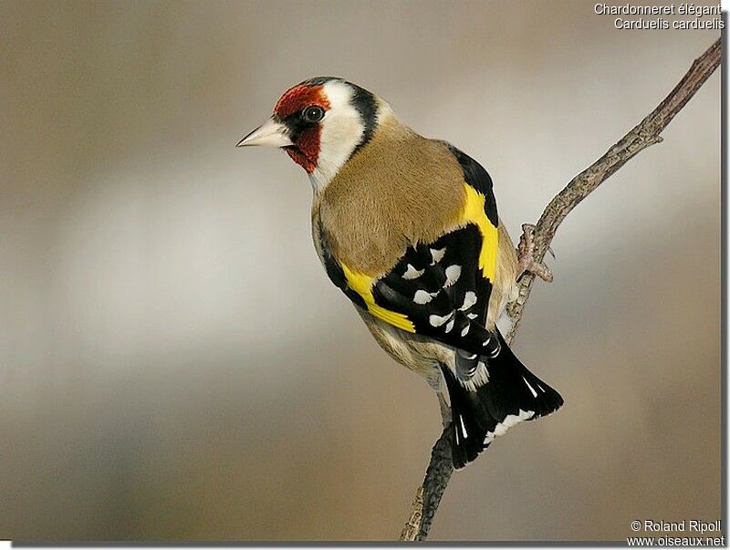 European Goldfinchadult post breeding, identification