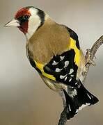 European Goldfinch