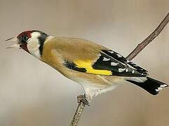 European Goldfinch