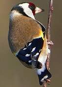 European Goldfinch