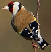 European Goldfinch