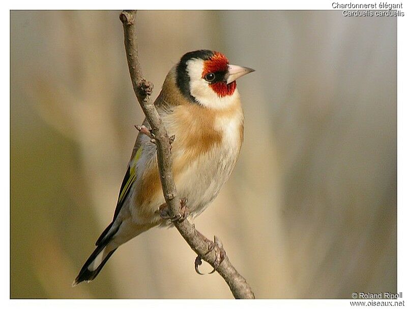 European Goldfinchadult post breeding