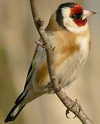 European Goldfinch