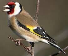 European Goldfinch