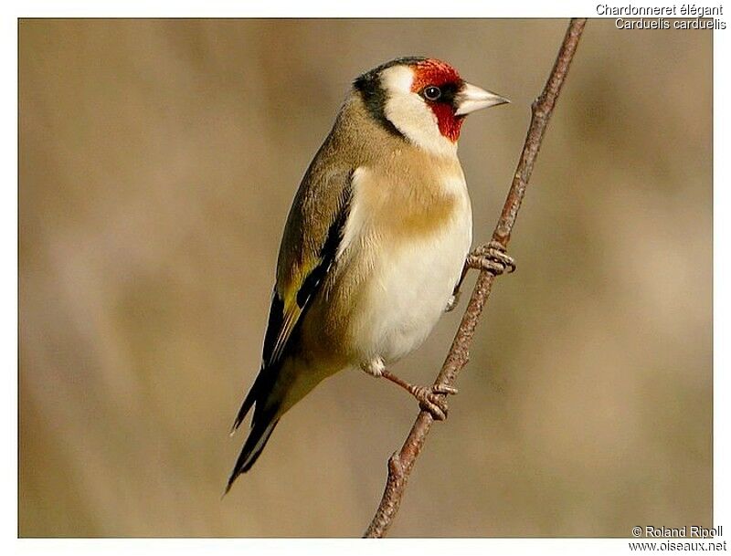 European Goldfinchadult post breeding