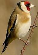 European Goldfinch