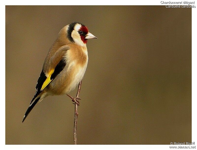 European Goldfinch