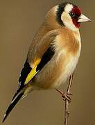 European Goldfinch