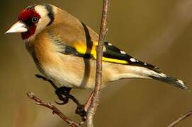 European Goldfinch