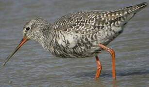 Spotted Redshank