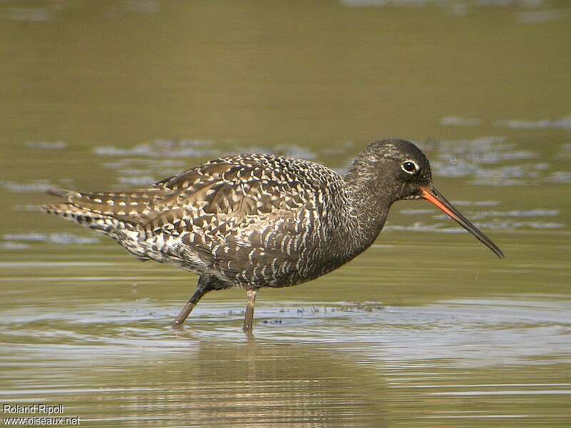 Spotted Redshank female adult breeding, identification