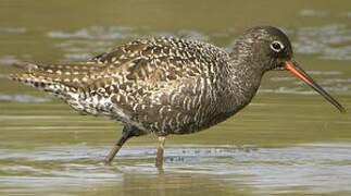 Spotted Redshank