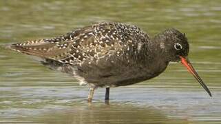 Spotted Redshank