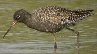 Spotted Redshank