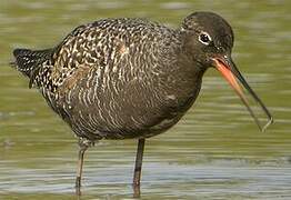 Spotted Redshank