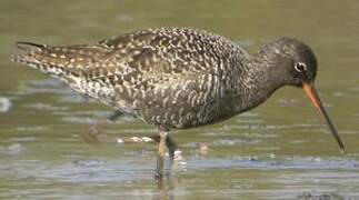 Spotted Redshank