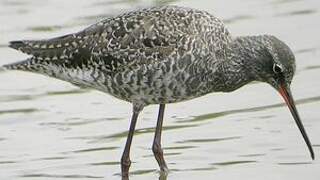 Spotted Redshank