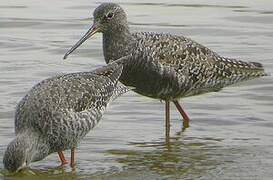 Spotted Redshank