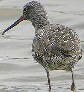 Spotted Redshank