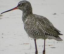 Spotted Redshank