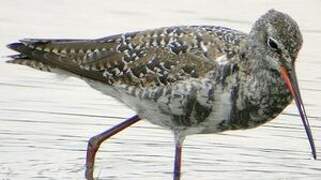 Spotted Redshank