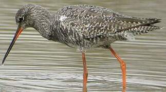 Spotted Redshank