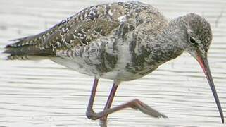 Spotted Redshank