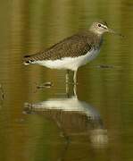 Green Sandpiper