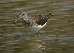 Green Sandpiper