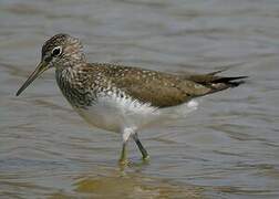 Green Sandpiper