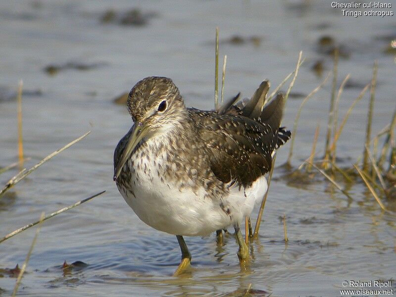 Green Sandpiperadult