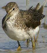 Green Sandpiper