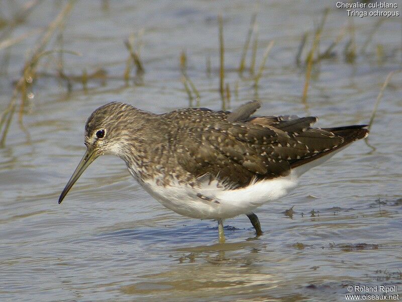 Green Sandpiperadult