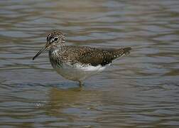 Green Sandpiper